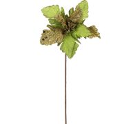 Vianočná ruža-sólo